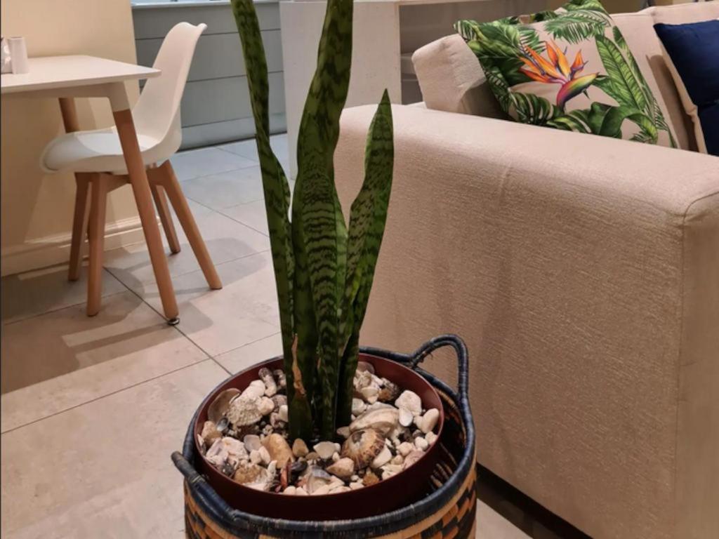The Little Big Green House Hotel Muizenberg Room photo